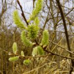 Katzerln in verschiedenen Entwicklungsstadien Katzerln in verschiedenen Entwicklungsstadien