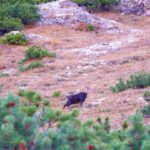 Was wollen diese Wanderer hier? Was wollen diese Wanderer hier?