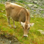 Leckere Blumen sind das, sag ich Dir