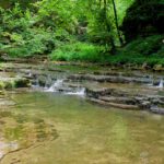 Nicht im Regenwald, sondern im Schwarzwald Nicht im Regenwald, sondern im Schwarzwald