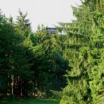 Böhmerwaldturm