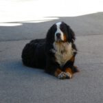 Hindenburger Hüttenhund