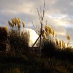 Herbstpflanzenimpression Herbstpflanzenimpression