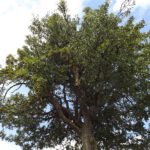 Reich tragender Birnbaum