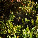 Auch Spinnen fühlen sich hier wohl