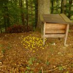 Frühe Wildfütterung