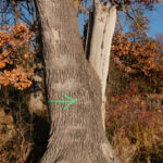 Integrierter Nährstoffspender