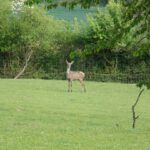 Ist das ein Reh oder eine Hirschkuh?