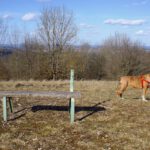 Coco zeigt, was sie vom Zustand des Bankerl hält