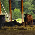 Wer von uns beiden ist hübscher? Wer von uns beiden ist hübscher?