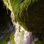 Flechtendetail Flechtendetail