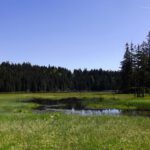 Der hintere Teil sieht ganz schön verlandet aus Der hintere Teil sieht ganz schön verlandet aus