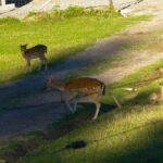 Die hat Coco schon auf dem Hinweg gesehen