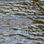 Untergetaucht Untergetaucht