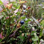 Gnädigerweise haben die Auerhühner in der Gegend ein paar Heidelbeeren übrig gelassen