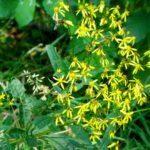 Auch verblühte Blumen beinhalten noch Nahrung