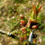 Es knospt in der Nordoberpfalz Es knospt in der Nordoberpfalz