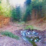 ...und Ostteil. Durch die Schneise im Hintergrund dürfte unterirdisch der Bach von vorhin fließen