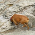 Gut dass ich einen kleinen Anteil Gams in mir habe