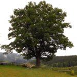 Einer der schönen Bäume in Sedlo