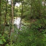 Verwunschener Weiher