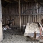 Bei diesen beiden ist die Einordnung etwas einfacher