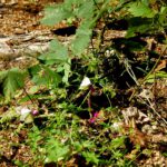 Schmetterlingsrestaurant