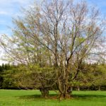 Buchenfamilie Buchenfamilie