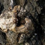 Wie alt dieses Astloch wohl schon ist? Oder ist es gar ein Stammloch? Wie alt dieses Astloch wohl schon ist? Oder ist es gar ein Stammloch?