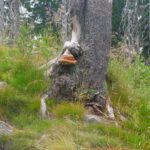 Rüsseltier genießt Pilz Rüsseltier genießt Pilz