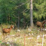 Bergziegenkolonie Bergziegenkolonie