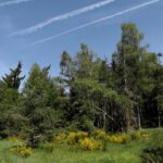 Gut versteckter Toter