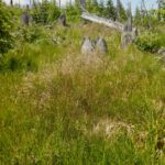 Gräser auf 1200 Metern Gräser auf 1200 Metern