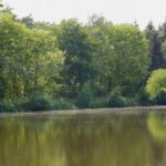 Blütenschwimmschule