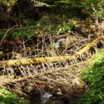 Kein Hindernis für den Bach