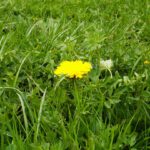 Löwenzahn - und das, ohne die Kamera einzugraben! Löwenzahn - und das, ohne die Kamera einzugraben!