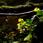 Uferblüten im Gegenlicht