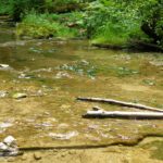 Gut zu sehen das Unterwasserleben Gut zu sehen das Unterwasserleben