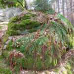 Botanik holt sich vieles zurück