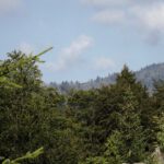 Durchblick zum Waldschmidthaus Durchblick zum Waldschmidthaus