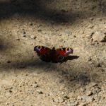 Quicklebendig, deshalb herzlichen Dank für die Geduld!