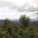 Verwachsene Aussicht kurz vor dem Kleinalmeyerschloß