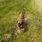 Karlie bei seiner Lieblingsbeschäftigung Karlie bei seiner Lieblingsbeschäftigung