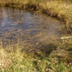 Seerosen, aber keine Frösche