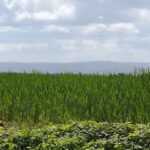 Erinnert an den Boubin, ist aber "nur" der Kamm von Bügellohe nach Stadlern mit dem Velky Zvon links davon Erinnert an den Boubin, ist aber "nur" der Kamm von Bügellohe nach Stadlern mit dem Velky Zvon links davon