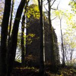 Ruine Reichenstein Ruine Reichenstein
