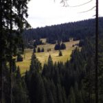 Weiden auf der gegenüberliegenden Talseite