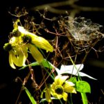 Verblühte Exemplare werden zu Heimstätten umfunktioniert