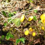 Huflattich mit Besucher oder Zitronenfalter bei der Nahrungsaufnahme