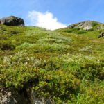 Flechtorama fully loaded